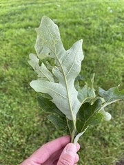 Quercus macrocarpa