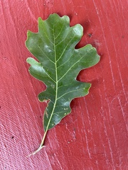 Quercus macrocarpa