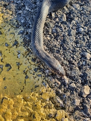 Dolichophis jugularis