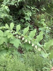 Polygonatum × hybridum