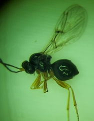Philonix fulvicollis