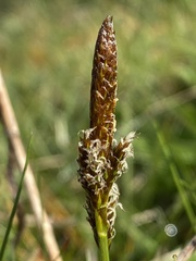 Carex praecox