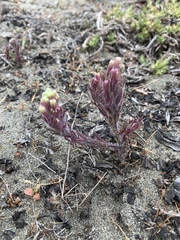 Castilleja exserta latifolia
