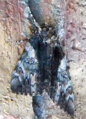 Catocala lacrymosa