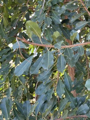 Ficus petersii