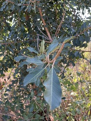 Ficus petersii