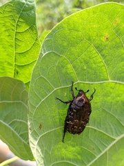 Protaetia orientalis