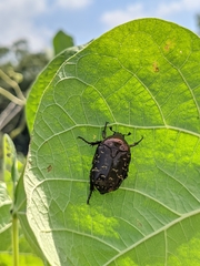Protaetia orientalis