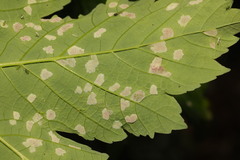 Aceria pseudoplatani