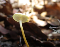 Strobilurus tenacellus