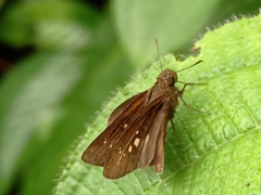 Polytremis lubricans