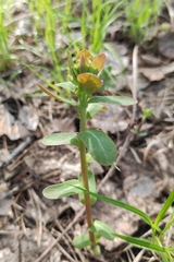 Euphorbia jenisseiensis