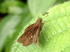 Polytremis lubricans