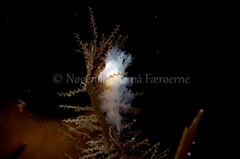 Dendronotus lacteus