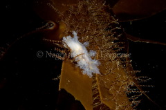 Dendronotus lacteus