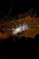 Dendronotus lacteus