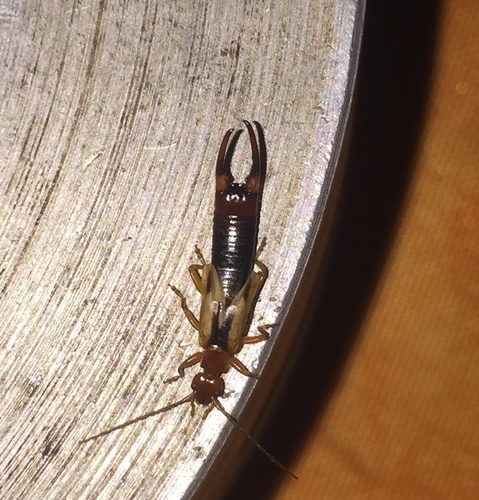 Diaperasticus erythrocephalus