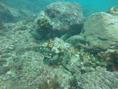 Cephalopholis panamensis
