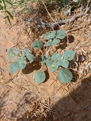 Tidestromia lanuginosa