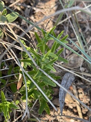 Acrotome thorncroftii