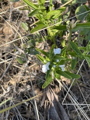 Acrotome thorncroftii