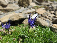 Phyteuma globulariifolium