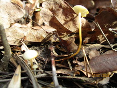 Strobilurus tenacellus