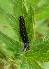 Zelotherses paleana
