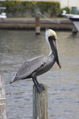 Pelecanus occidentalis