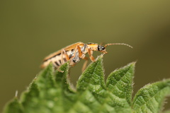 Harpocera thoracica