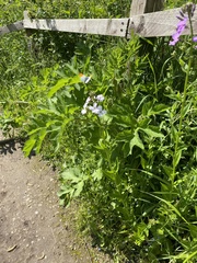 Anthocharis cardamines
