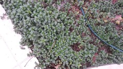 Mentha spicata