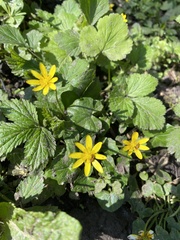 Ficaria verna