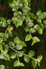 Cotoneaster dielsianus