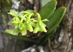 Epidendrum fusagasugaense