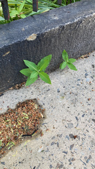 Asclepias syriaca