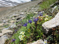 Phyteuma globulariifolium