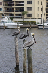 Pelecanus occidentalis