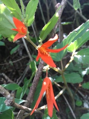 Begonia boliviensis