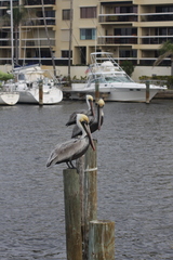 Pelecanus occidentalis