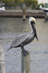 Pelecanus occidentalis
