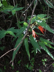 Begonia boliviensis