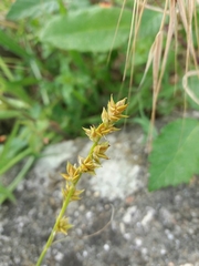 Carex divulsa divulsa