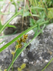 Carex divulsa divulsa