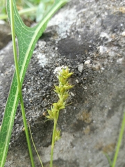 Carex divulsa divulsa