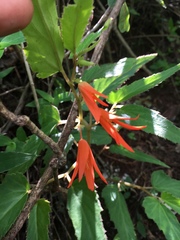Begonia boliviensis