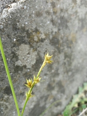 Carex divulsa divulsa