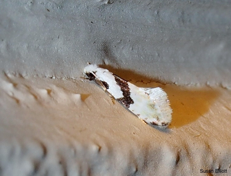 Nemapogoninae