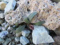 Claytonia peirsonii yorkii