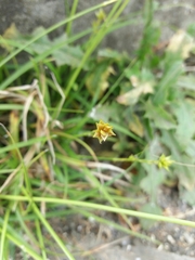 Carex divulsa divulsa